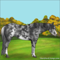 Horse Color:White Spotted Black Sabino Frame 