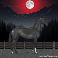 Horse Color:Black and Black