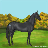 Horse Color:Black 