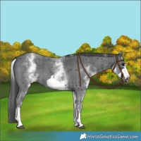 Horse Color:White Spotted Black Sabino Frame