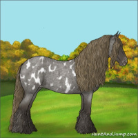 Horse Color:Smoky Blue Roan Appaloosa 