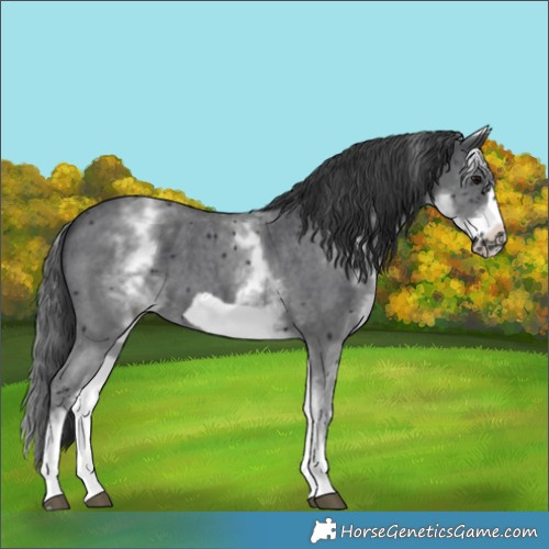 Horse Color:White Spotted Black Sabino Frame 