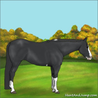 Horse Color:Black Splash Tobiano 
