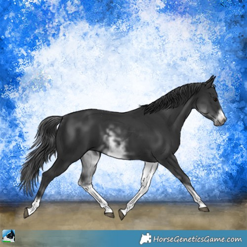 Horse Color:White Spotted Black Sabino Frame