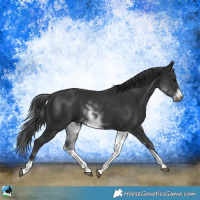 Horse Color:White Spotted Black Sabino Frame 