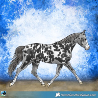 Horse Color:Black Appaloosa