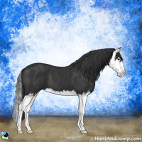 Horse Color:Black Splash
