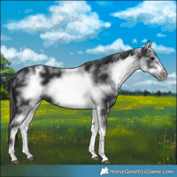 Horse Color:White Spotted Black Sabino Frame