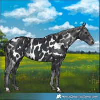 Horse Color:Black Near Leopard