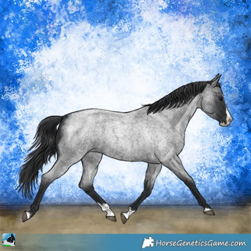 Horse Color:Blue Roan Splash 
