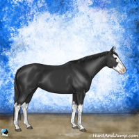 Horse Color:Black Splash