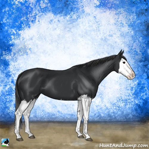 Horse Color:Black Splash
