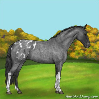 Horse Color:Blue Roan Appaloosa 