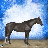 Horse Color:Smoky Black