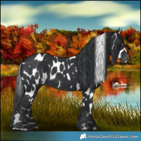 Horse Color:Black Appaloosa 