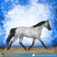 Horse Color:Blue Roan 