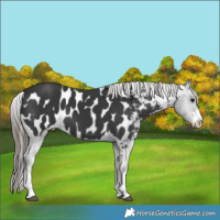 Horse Color:Black Appaloosa 