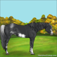 Horse Color:White Spotted Black Sabino Frame 