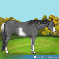 Horse Color:White Spotted Black Sabino Frame