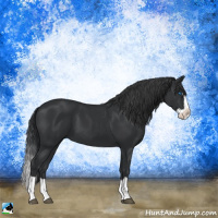 Horse Color:Black Splash