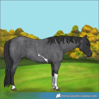 Horse Color:Blue Roan Tobiano 