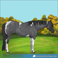 Horse Color:Blue Roan Tobiano 