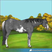 Horse Color:White Spotted Black Sabino Frame
