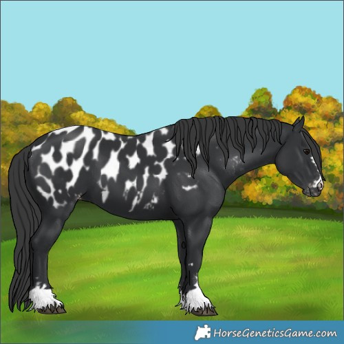 Horse Color:Black Appaloosa 