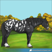 Horse Color:Black Appaloosa 