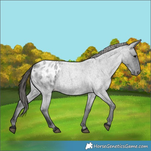 Horse Color:Blue Roan Appaloosa 