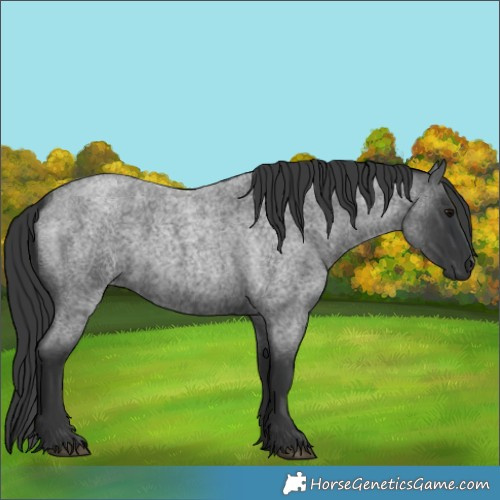 Horse Color:Blue Roan 