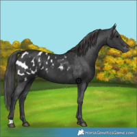 Horse Color:Black Appaloosa