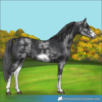 Horse Color:White Spotted Black Sabino Frame