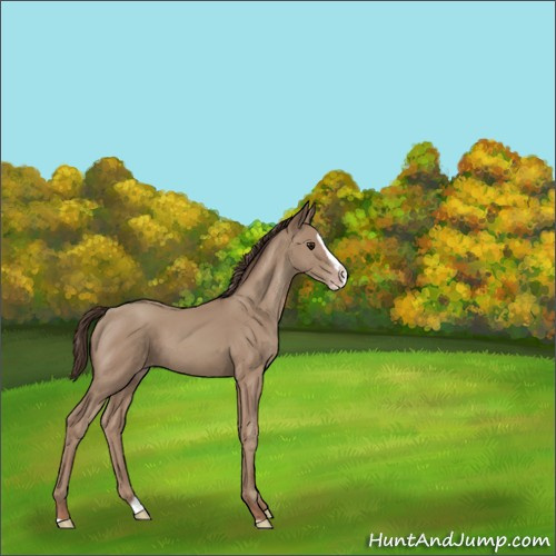 Horse Color:Unknown 