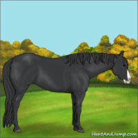 Horse Color:Black Splash 