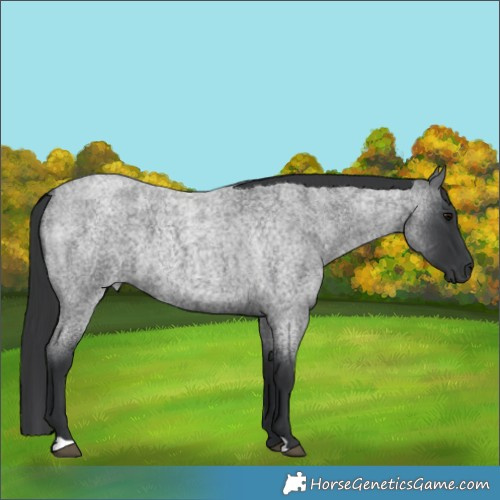 Horse Color:Blue Roan