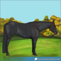 Horse Color:Black 