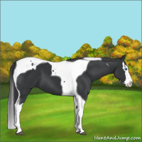 Horse Color:Black Splash Tobiano 