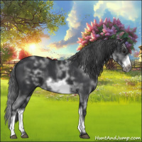 Horse Color:White Spotted Black Sabino Frame 
