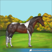 Horse Color:Brown Tobiano 