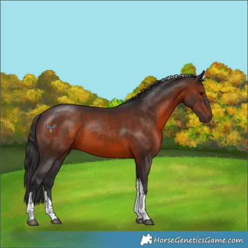 Horse Color:Brown Tobiano