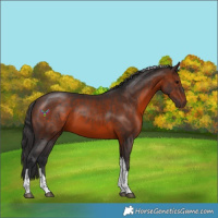 Horse Color:Brown Tobiano 