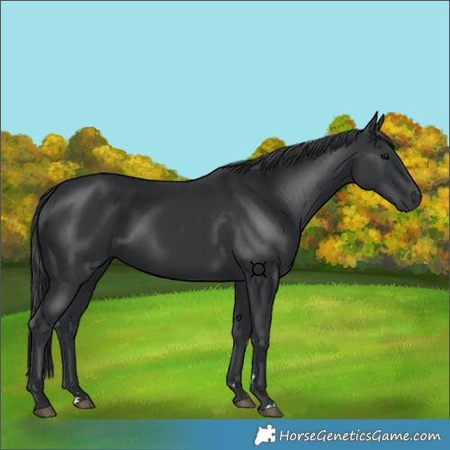 Horse Color:Black 