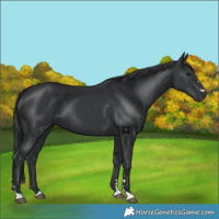 Horse Color:Black 