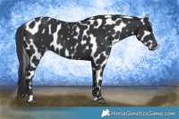 Horse Color:Black Appaloosa 