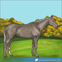 Horse Color:Silver Smoky Black 