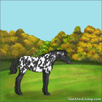 Horse Color:Black Appaloosa 