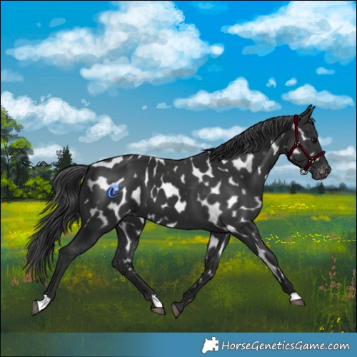 Horse Color:Black Appaloosa 