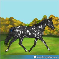 Horse Color:Black Appaloosa 