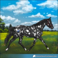 Horse Color:Black Near Leopard 